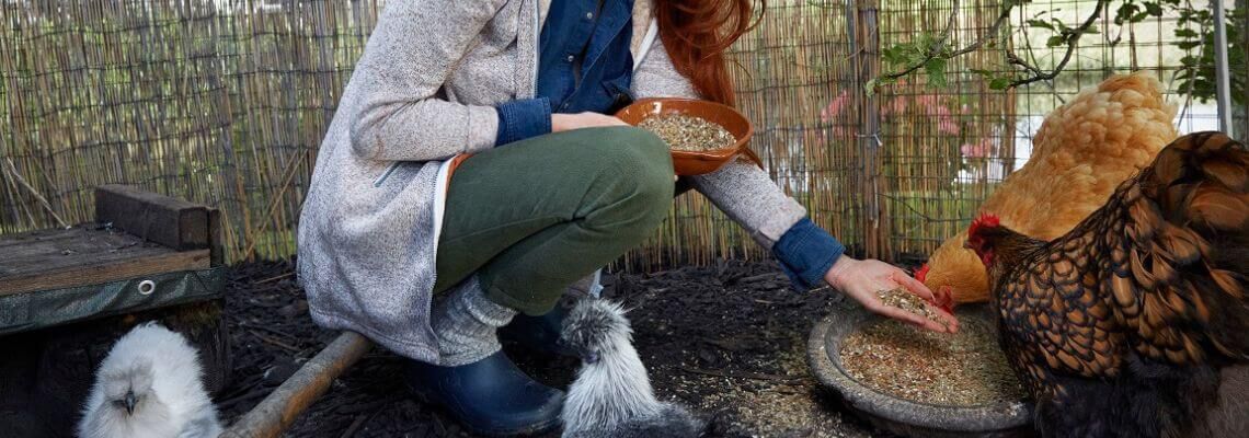 header kippen vogelgriep afschermplicht hobbykippen welkoop advies